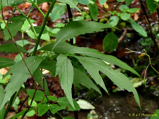 {Rudbeckia laciniata}